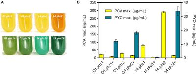 Boosting Heterologous Phenazine Production in Pseudomonas putida KT2440 Through the Exploration of the Natural Sequence Space